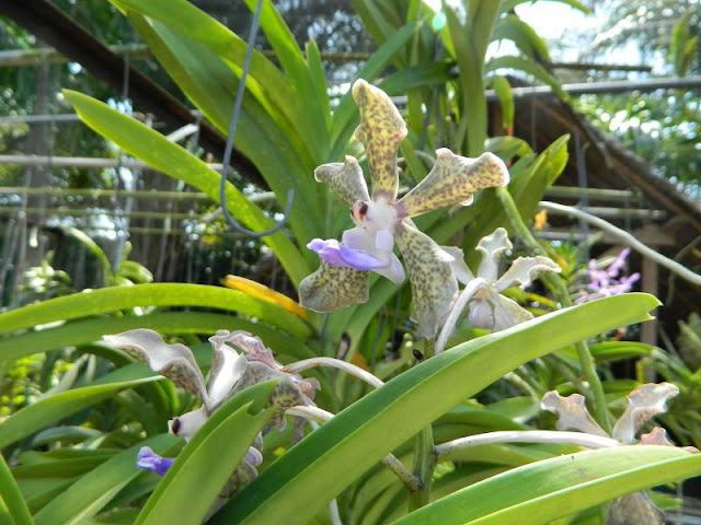 Орхидеи и прочая красота на о. Пхукет - Страница 16 DSCN0137