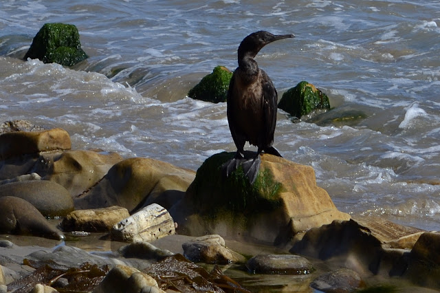 cormorants on rocks