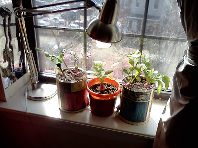 Bucolic Bushwick Indoor Gardening