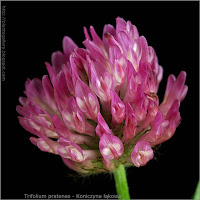 Trifolium pratense inflorescence - Koniczyna łąkowa kwiatostan