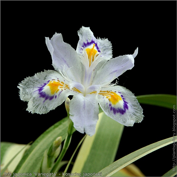Iris japonica 'Variegata' flower - Kosaciec japoński kwiat