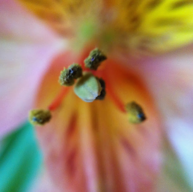Alstroemeria blossom close-up