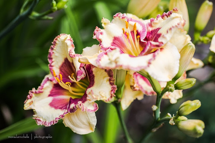 Youpiiii , Hemerocallis Special Ovation fleur ouverte !!! Hem-special-ovation-130725-6rm