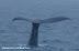 Sperm whale ready to descend