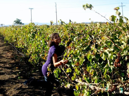 in the vineyard
Treasure Tromp