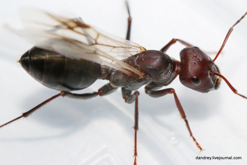 Летающие муравьи в доме