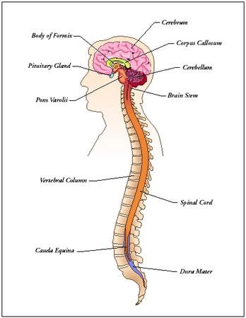 circulatory system pictures the circulatory system for kids. circulatory system pictures
