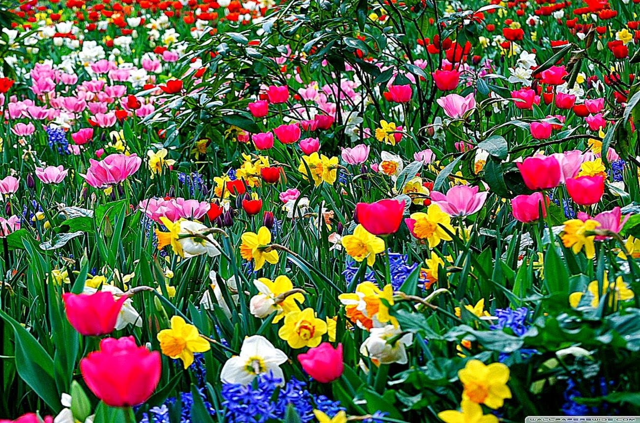 Desktop Spring Flowers | Best Free HD Wallpaper