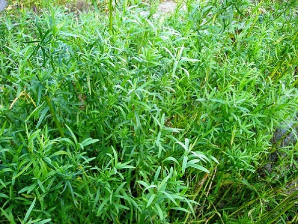 Какие полезные травы в огороде помогут справиться с болезнями? Trava_tarhun