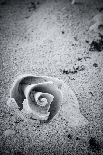 Seashell, Marcie Fry