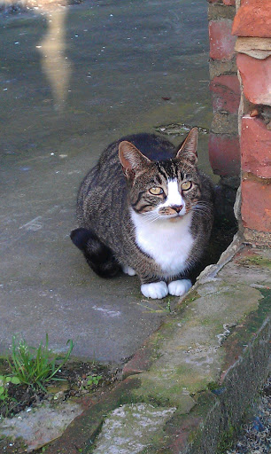 Cats of Tooting Totterdown Street