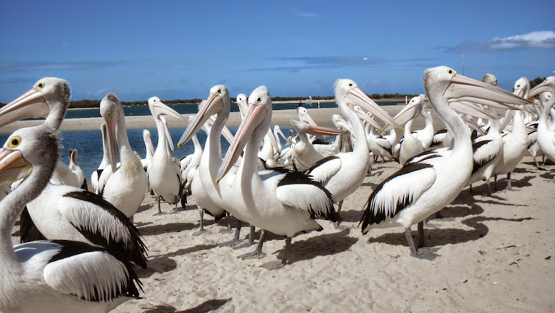 澳洲黃金海岸之旅day5 大嘴鳥 鵜鶘 塘鵝 餵食秀 旅遊休閒樂活趣 痞客邦