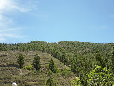Waldgebiet in Gran Canarias Bergland