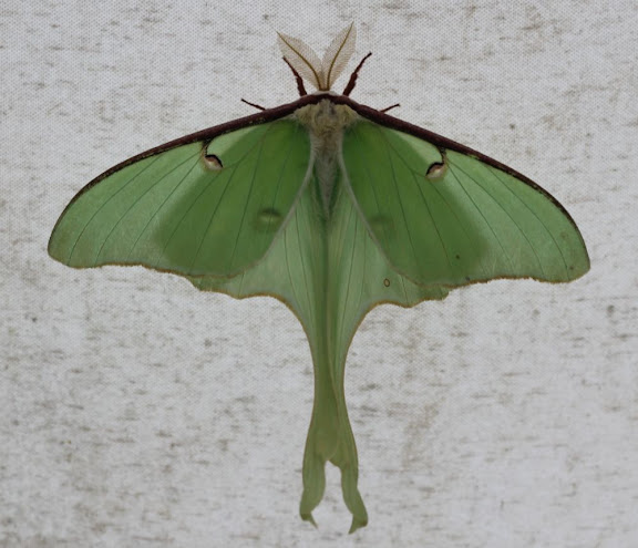 luna moth