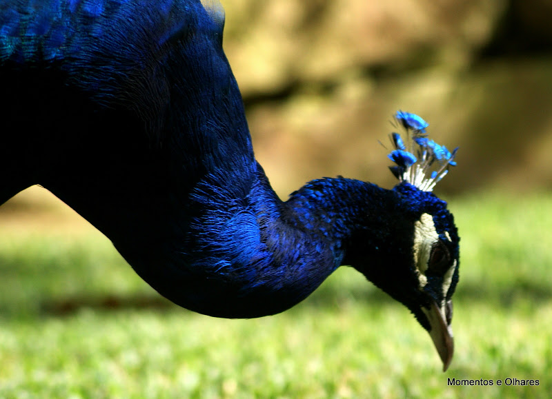 Pavão