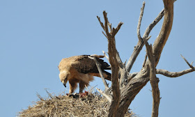 Wildlife Photos of African Eagle