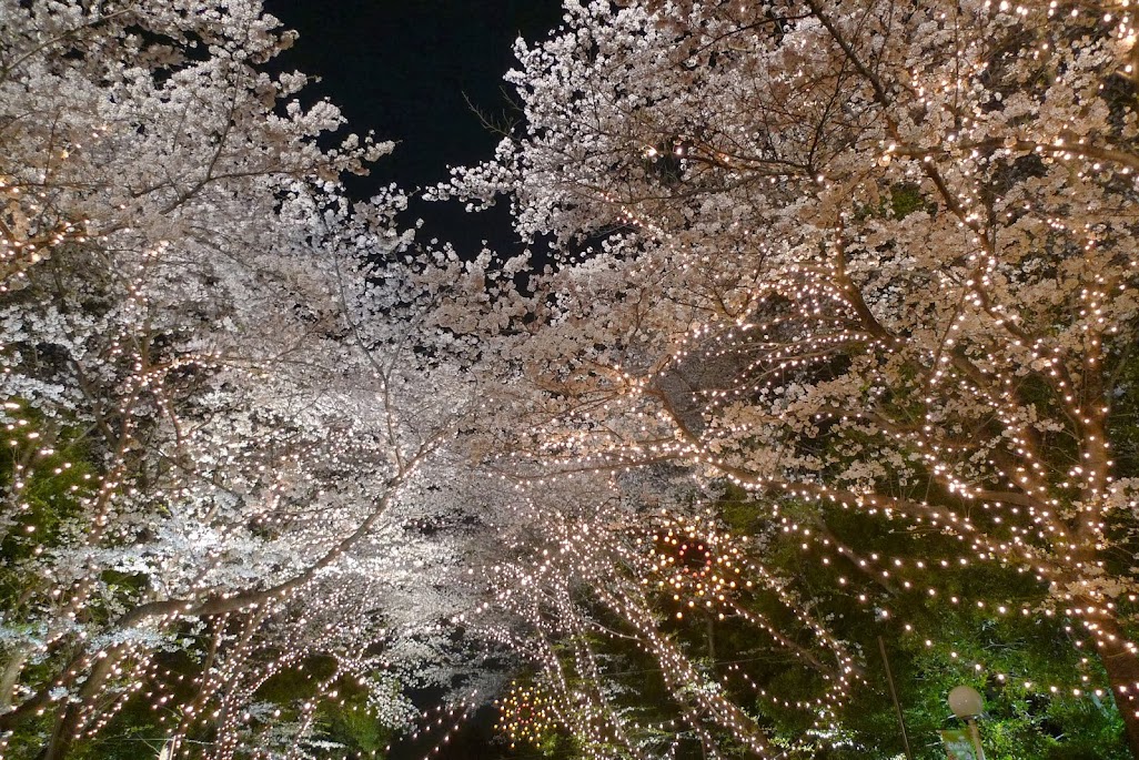 toshimaen illuminations sakura