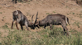 Wildlife Photos of Gazelle 