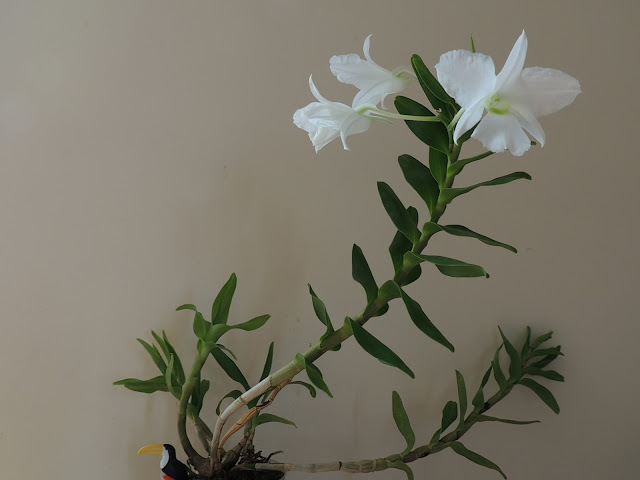 Dendrobium sanderae var luzonica DSCN0951