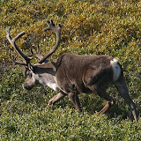 Caribou - Denali National Park, AK