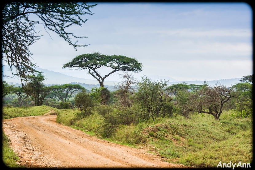 Сафари: Кения и Танзания. Тупо много фото.