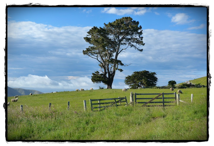 Christchurch y Akaroa - Te Wai Pounamu, verde y azul (Nueva Zelanda isla Sur) (9)