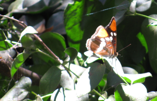 another butterfly on safe, introduced plant