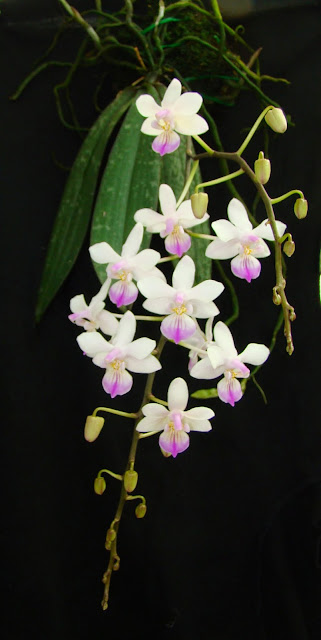 Phalaenopsis lindenii DSC02594