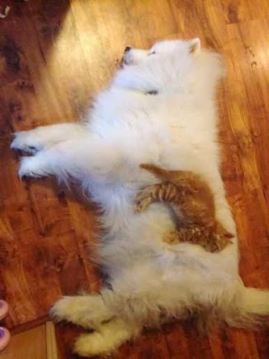  Kedi - Köpeklerin Uyku Dostluğu