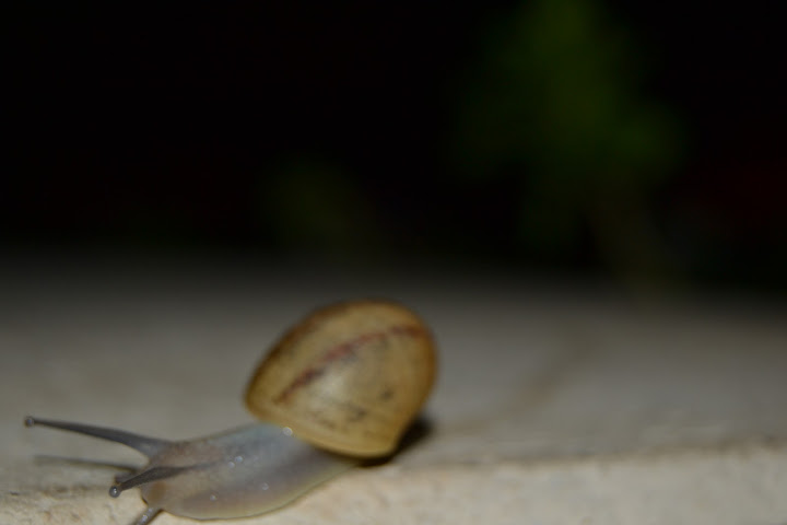 DSC_0051.JPG