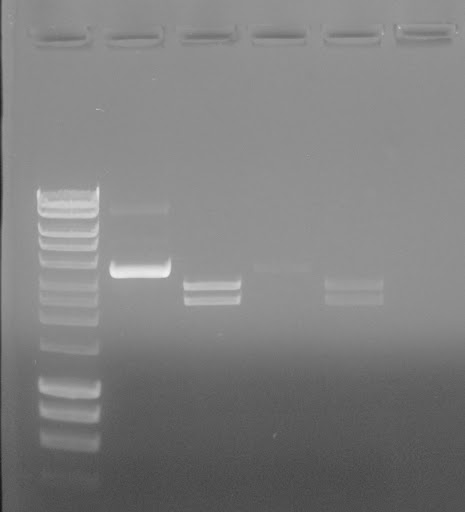 Bioline Hyperladder 1