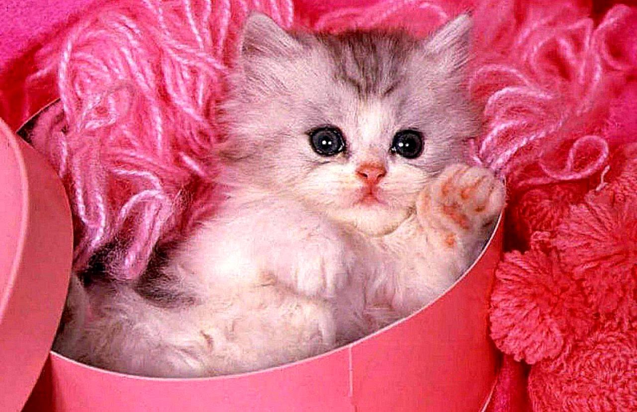 Cute Cat With Pink Background