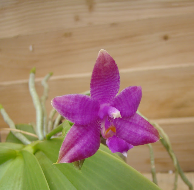 Phalaenopsis Luedde-violacea DSC09064%25281%2529