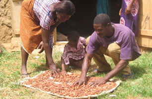 Growing cocoa