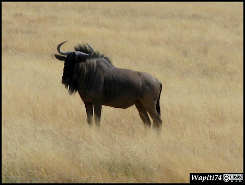 Balade australe... 11 jours en Namibie IMG_0384