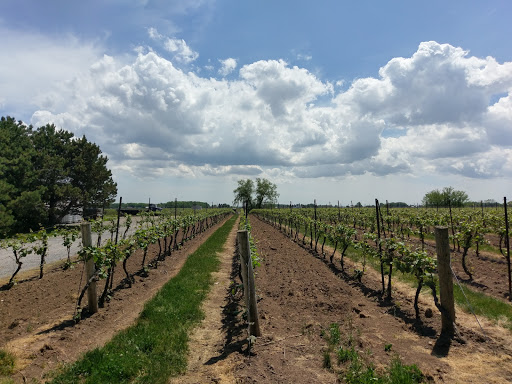 Hauptbild von Palatine Hills Estate Winery