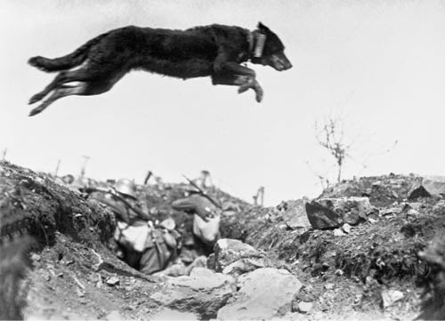 Cão mensageiro fotografado no exato momento em que salta trincheira alemã, durante a Primeira Guerra Mundial. Fotografia: Museu Imperial da Guerra, Londres, Inglaterra.