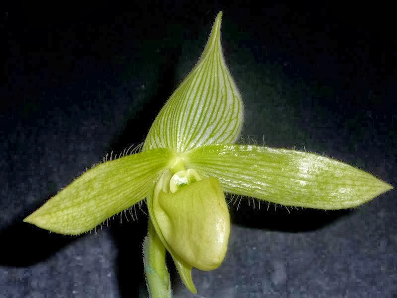 Paphiopedilum sukhakulii f. aureum P1180681