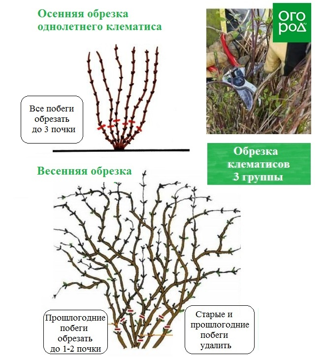 Обрезка клематисов 3 группы