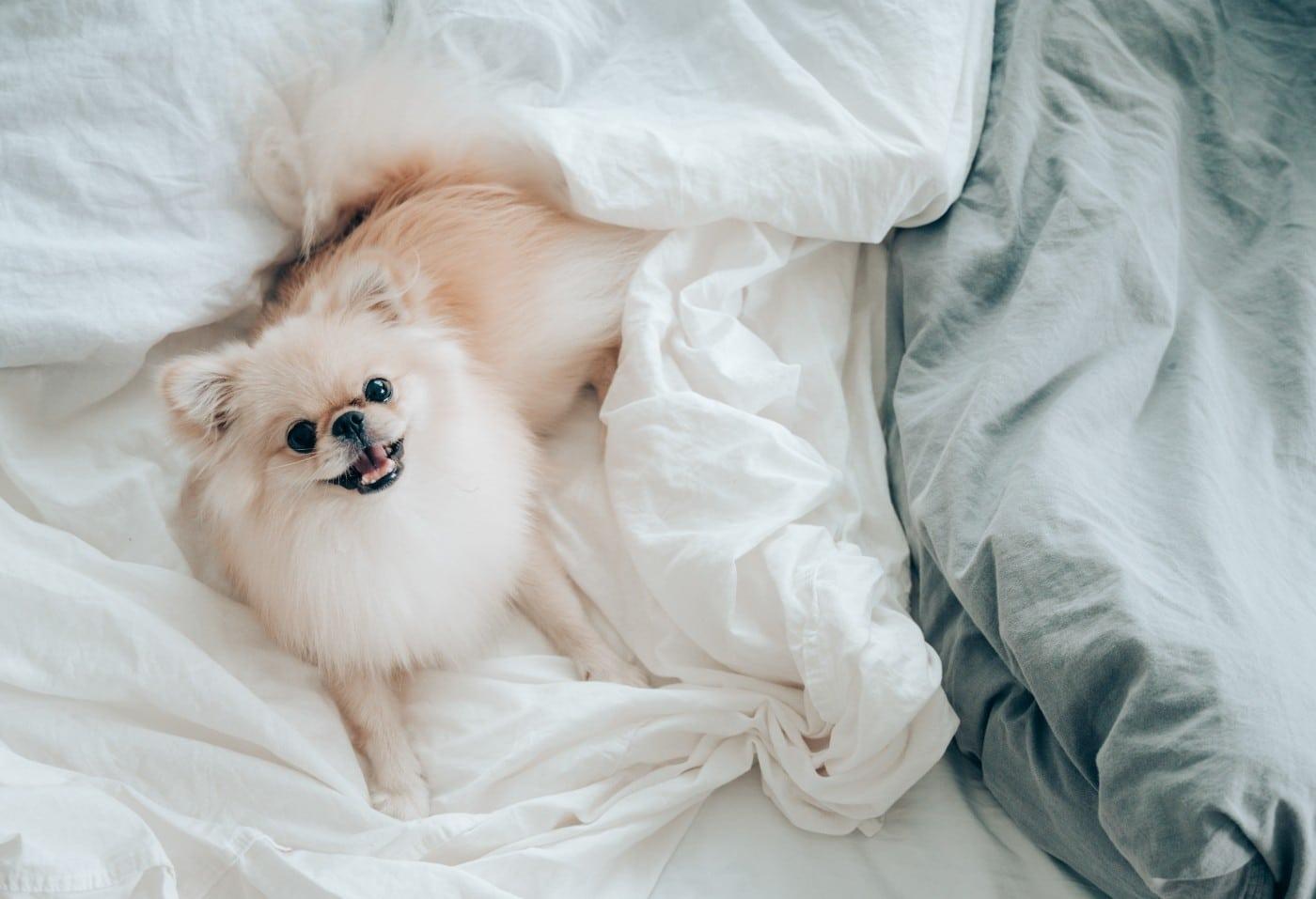 Should You Let Your Dog Sleep With You? Here's What Experts Say. - This Dogs  Life