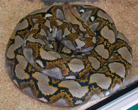 Image result for snake found in spa china