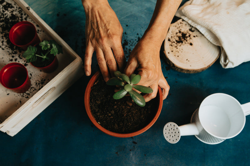 a person holding a plant with a plant in their hands - a small plant into a red pot with watering ca