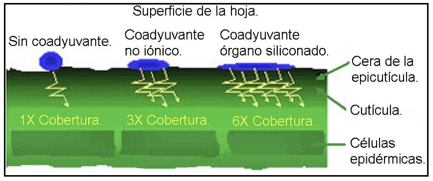 Acción de coadyuvantes y pulverización terrestre agrícola.