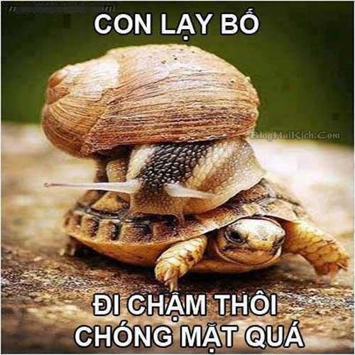 1001-hinh-anh-hai-huoc-ve-dong-vat-khien-ban-cuoi-te-ghe-15