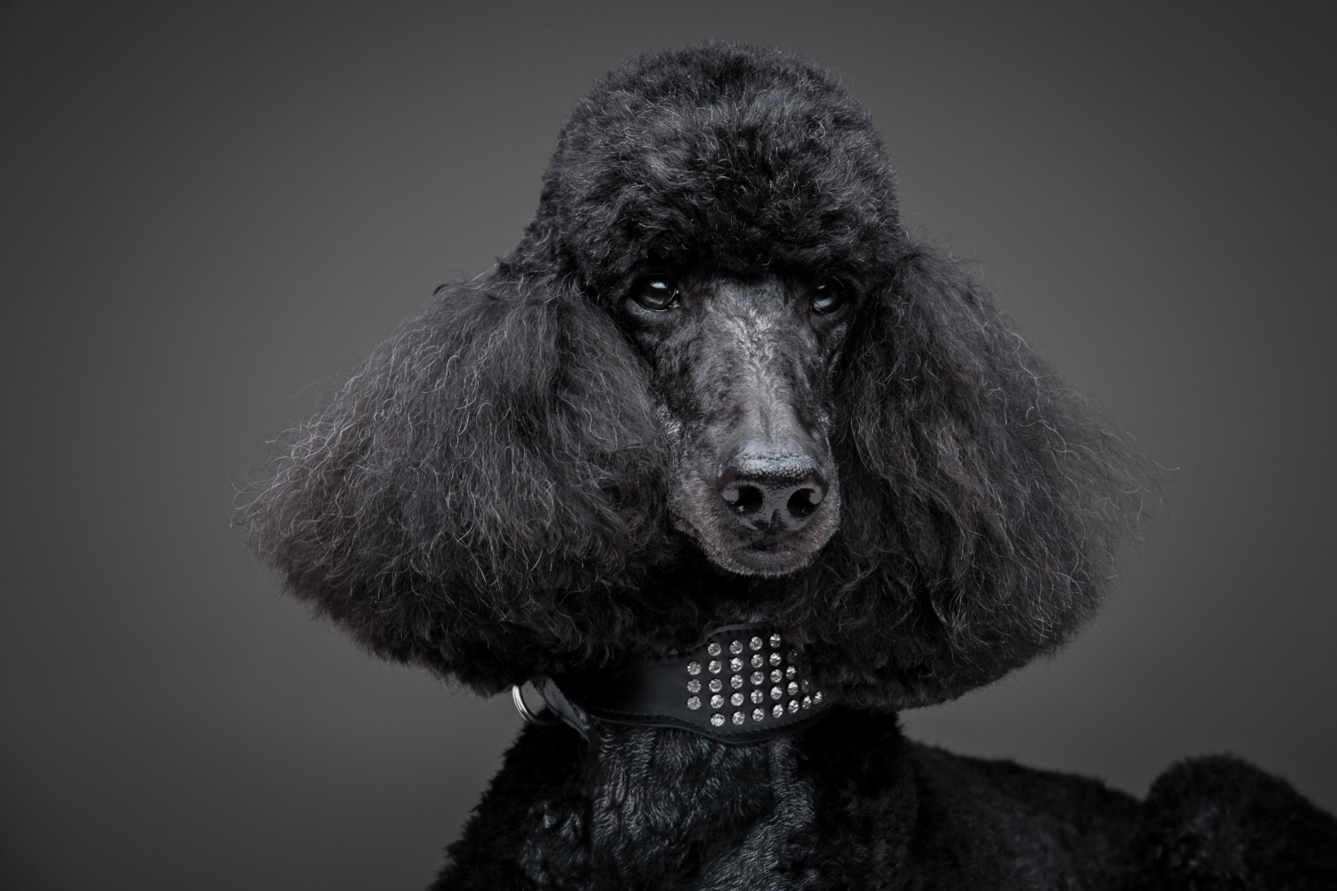 The Poodle - 7 Things To Know About Its Temperament and Personality