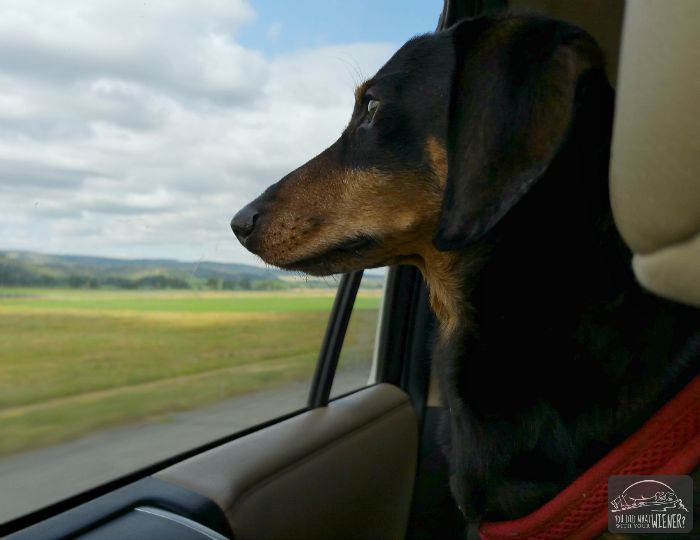 Chester watching the scenery