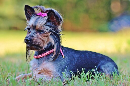 Why Do Yorkies Sleep So Much?
