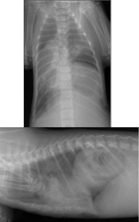 Lateral and ventrodorsal radiographs of a 10-week-old domestic shorthaired kitten with dyspnea