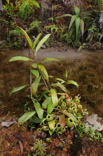 Nepenthes_ampullaria_climbing_stem.jpg