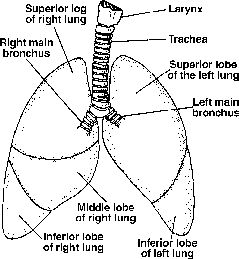 Respiratory Organs of Human Class 11 | Physics Wallah